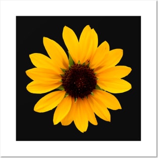 Single Sunflower Posters and Art